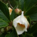 Stuartia pseudocamellia fleur
